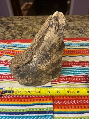 Natural Brown driftwood found on the James River